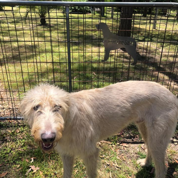 Irish Wolfhound Shut the Gate Dog Sign